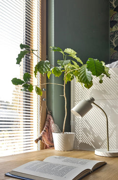 Darcel pöytävalaisin, työpöydällä viherkasvin vieressä.